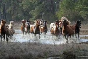 Wild Chincoteague ponies running through the shallows, a thrilling sight seen on wild pony boat tours