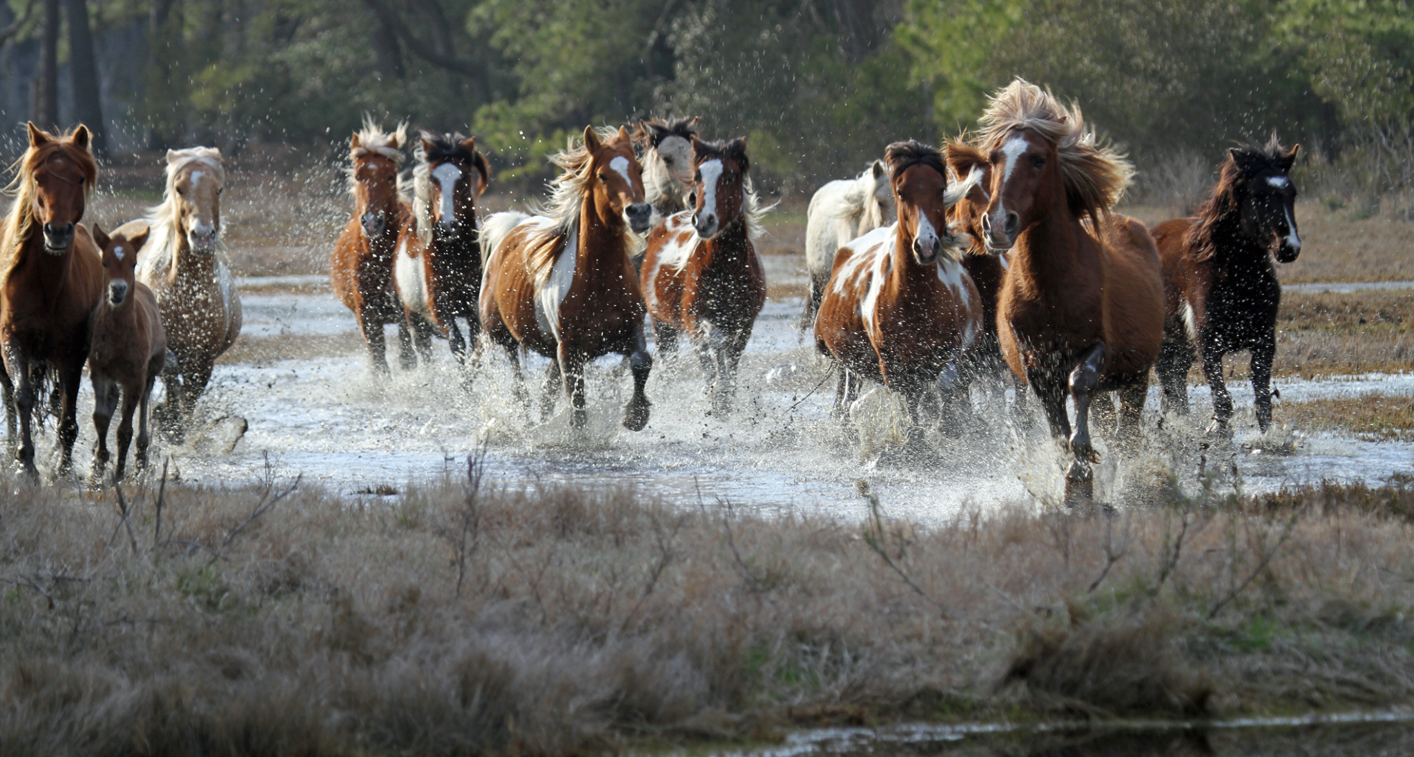 Wild Pony Boat Tours