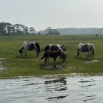 IMG_5005