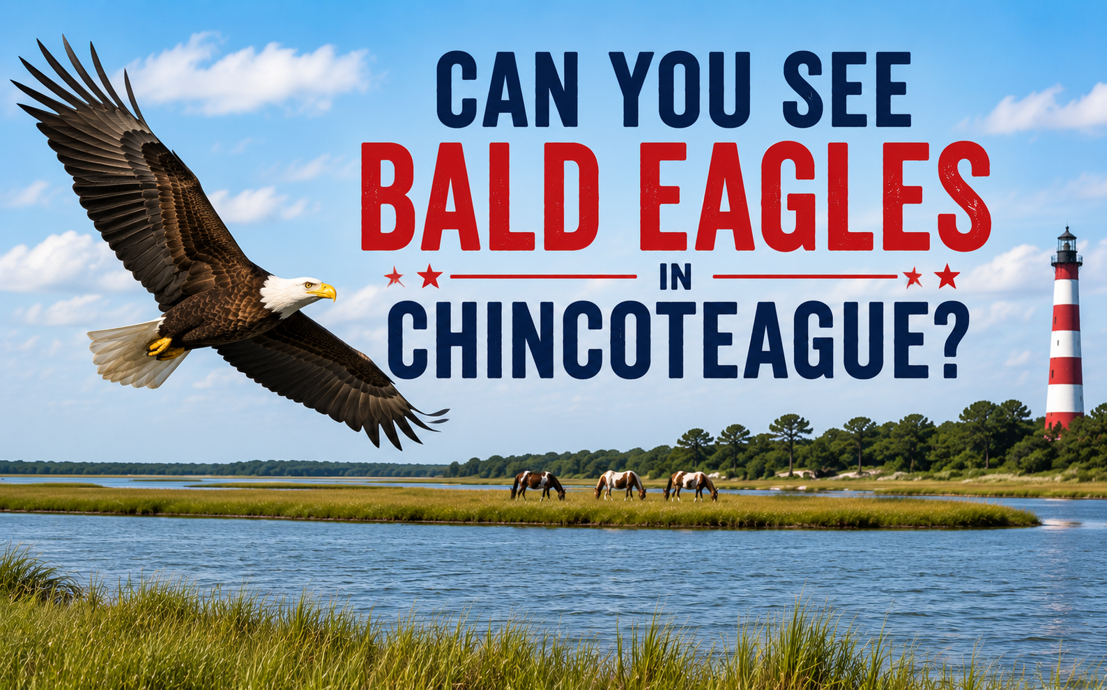 Can You See Bald Eagles in Chincoteague?