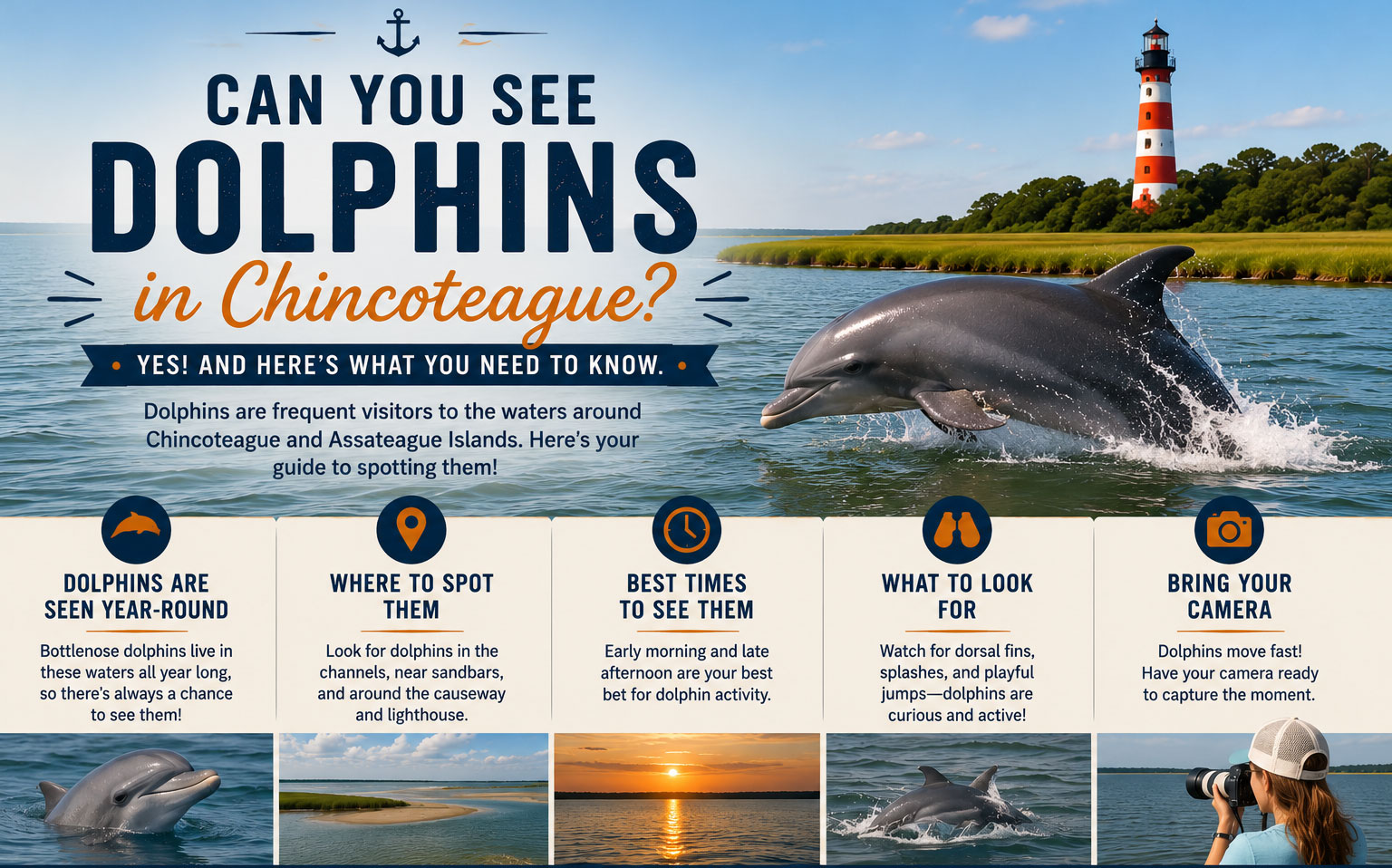 Can You See Dolphins in Chincoteague?