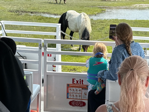 Barnacle Bill’s passengers get an up-close look at Beach Boy, a descendant of the legendary Misty of Chincoteague.