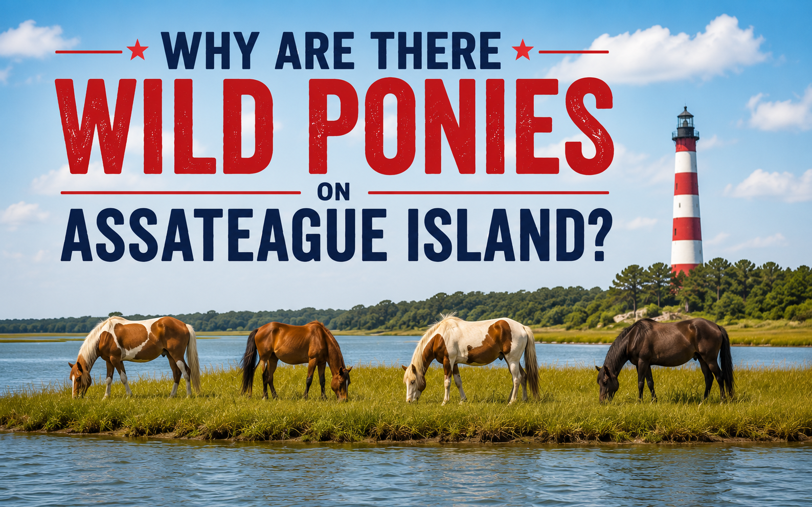 Why Are There Wild Ponies on Assateague Island?