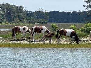 A few of Riptide’s mares gather on Assateague Island with a young foal, part of the next generation carrying on the legacy of Chincoteague’s famous wild stallion.