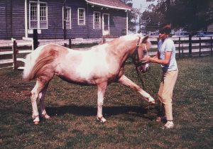 Misty of Chincoteague, the real palomino pinto pony who inspired Marguerite Henry’s beloved 1947 book and became Chincoteague Island’s most famous pony.