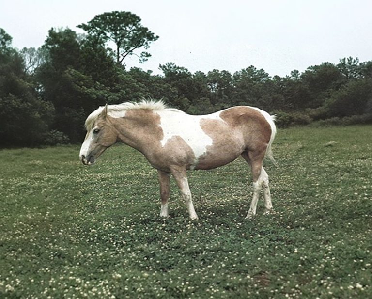 Misty of Chincoteague, the real palomino pinto pony who inspired Marguerite Henry’s beloved 1947 book and became Chincoteague Island’s most famous pony.