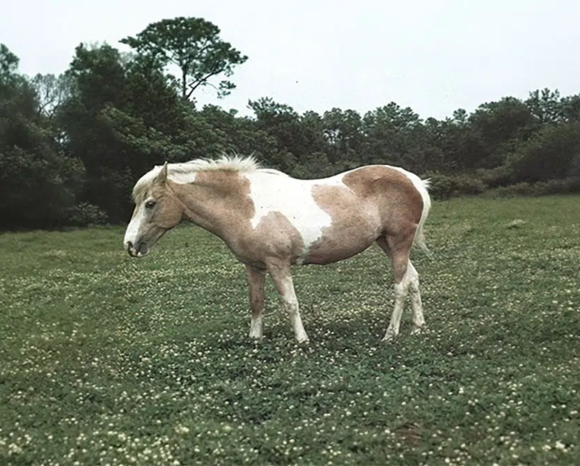 Misty of Chincoteague, the real palomino pinto pony who inspired Marguerite Henry’s beloved 1947 book and became Chincoteague Island’s most famous pony.