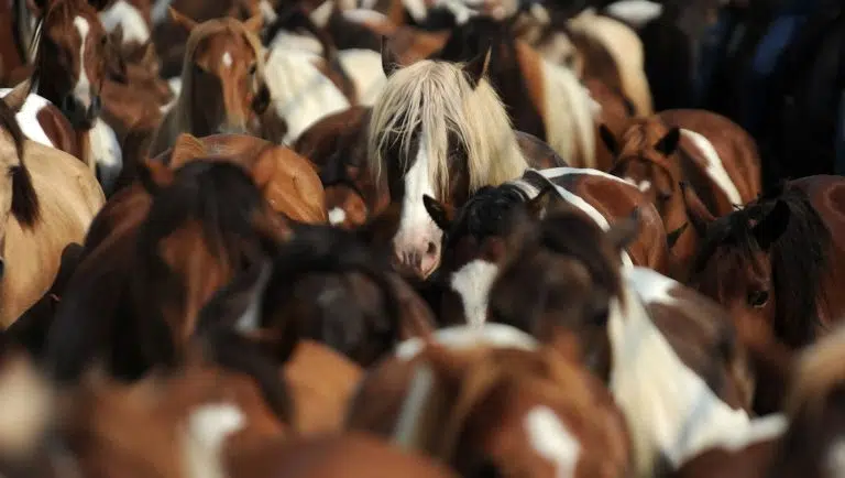 Riptide, the distinctive chestnut stallion, stands out among a large group of Chincoteague ponies on Assateague Island.